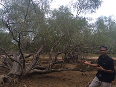 Jajave mangrove tree . (Laura iPhone photo)