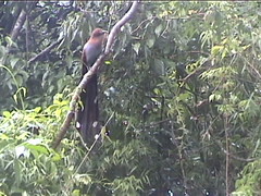 Bird near Iguazu