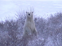 Polar Bear Looking For You