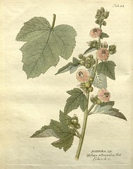 Anglų lietuvių žodynas. Žodis althea officinalis reiškia <li>althea officinalis</li> lietuviškai.