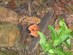 Weird Plants of Borneo