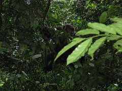 Chimpanzee in the Tree