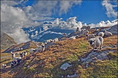 "Dessine moi un mouton, draw me a sheep", sheep and the Dom. Taken from the Schwarzsee, Zermatt. No. 2336.
