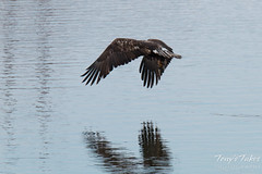 Juvenile Bald Eagle fishing sequence - 12 of 13