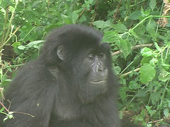 Face of a Gorilla