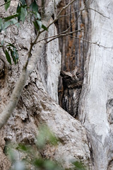 Sleepy Scop's owl! - Madagascar July 2014
