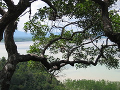 View Through The Trees at Taman Negara Bako