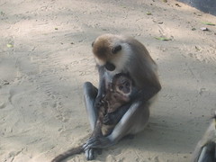 Gray Langur Mother and Baby