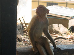 Monkey Near Mount Popa