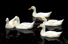 Aylesbury Ducks.