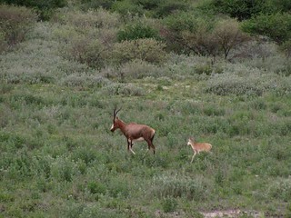 Botswana Hunting Safari 58