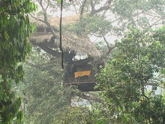 The Treehouse as Home