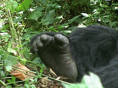 Injured Gorilla Foot