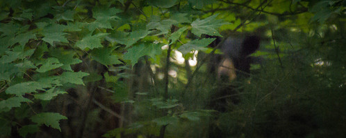 Mama bear in the trees. • <a style="font-size:0.8em;" href="http://www.flickr.com/photos/96277117@N00/28375108282/" target="_blank">View on Flickr</a>