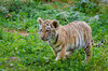 Siberian Tiger Cub by Mathias Appel, on Flickr