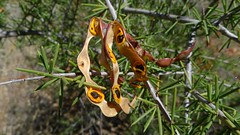 Acacia tetragonophylla open seed pods