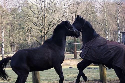 Pferde im Winter 2015 • <a style="font-size:0.8em;" href="http://www.flickr.com/photos/69570948@N04/15899724413/" target="_blank">Auf Flickr ansehen</a>
