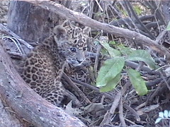 Baby Leopard in the Woods