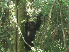 Gorilla Hanging