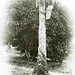 Man Climbing Palm, Calabar, Nigeria, ca. 1900-1920 (IMP-CSWC47-LS9-38)
