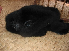 Gibbon in Laos