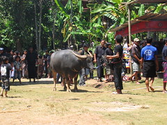 Bull Offering to the Funeral Family
