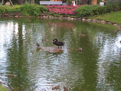Cesis Black Swan