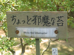 Moss the Interrupter -  Ginkakuji temple