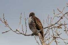 A hawk keeps watch for its prey