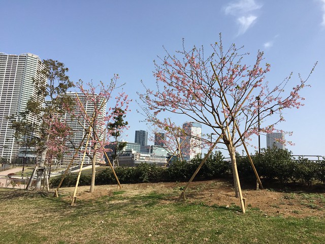 護岸に植えられた桜が咲いていますね。去年...