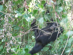 Gorilla Swinging Through the Vines