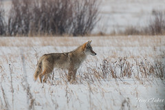 Coyote on the hunt
