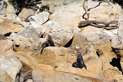 NZ Fur Seals