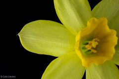 Daffodil • <a style="font-size:0.8em;" href="http://www.flickr.com/photos/92159645@N05/16047247200/" target="_blank">View on Flickr</a>