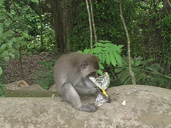 Macaques Love Plastic Bags