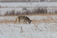 Coyote on the hunt