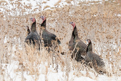 Wild turkeys gather in a field