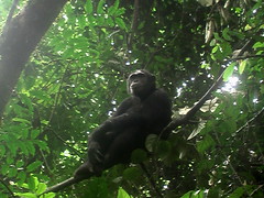 Chimpanzee Posing