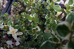 Thymus pulegioides 'Foxley'