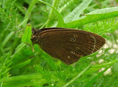 Anglų lietuvių žodynas. Žodis ringlet butterfly reiškia ringlet drugelis lietuviškai.