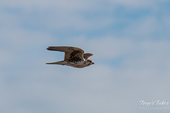 Prairie Falcon flyby sequence - 8 of 8