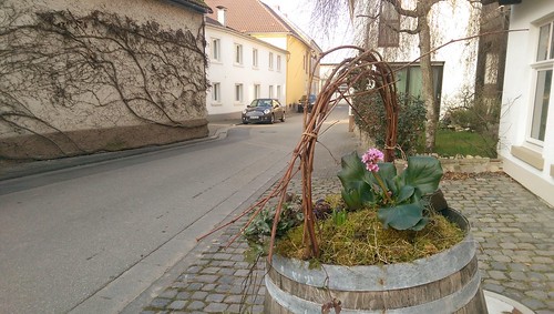 Frühling vor Weingut und Gutsschänke Wilmshof, Selzen