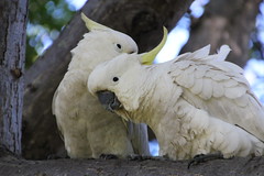 Anglų lietuvių žodynas. Žodis sulphur-crested cockatoo reiškia sieros-kuoduotasis kakadu lietuviškai.
