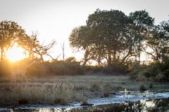 Sunset in Jao Game Reserve Okavango Delta