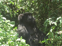 Gorilla in Forest
