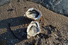 huitres sur sable