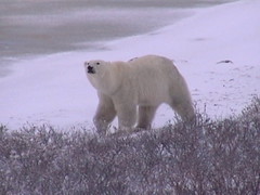 Polar Bear at the Coast