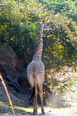 Giraffe from behind