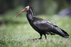 
			
					Social alliances and flying area in Northern Bald Ibis 
				
		
