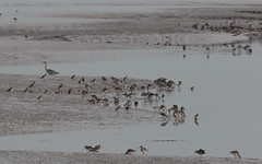 Black-tailed godwits Parrett estuary